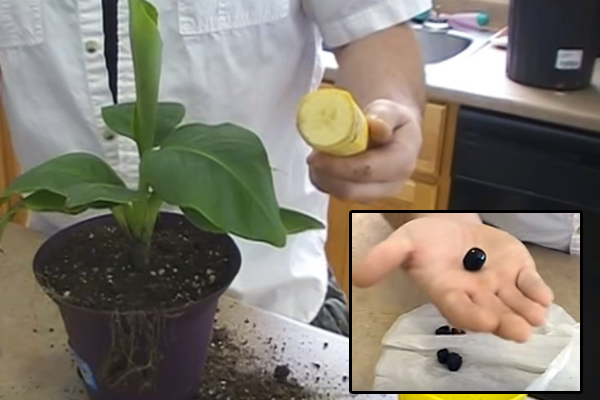 выращивание банана из семечка