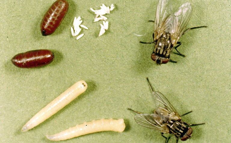 мухи и личинки