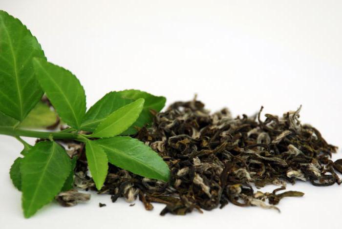 польза и вред зеленого чая для мужчин и женщин