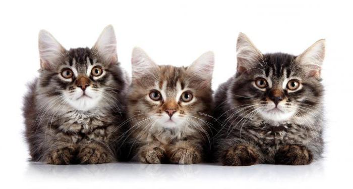 стоп стресс для кошек отзывы ветеринаров