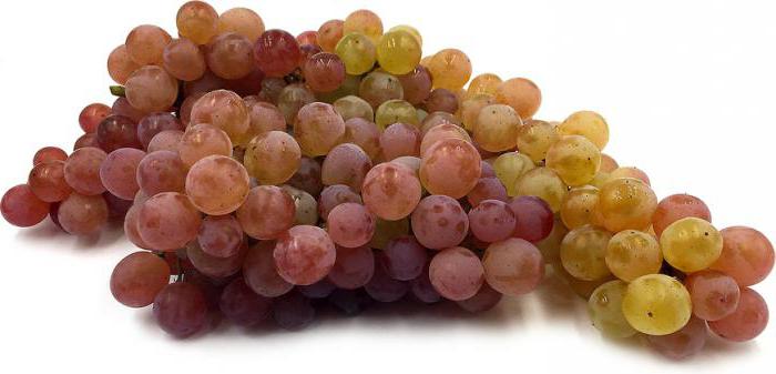 виноград кишмиш столетие описание сорта