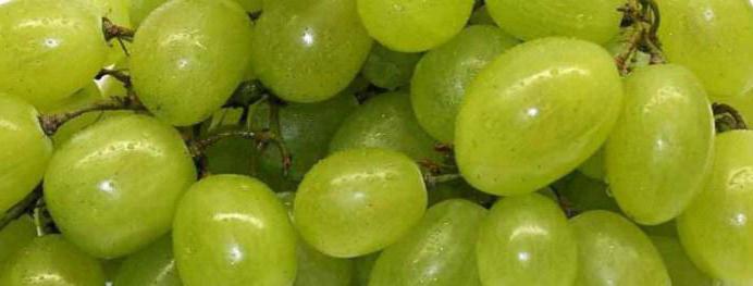 описание винограда столетие