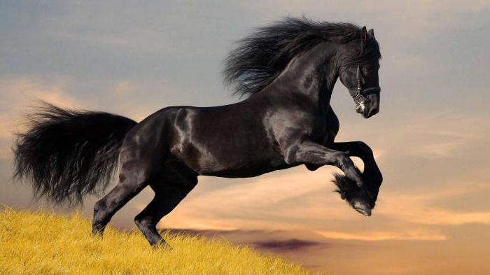 сонник конь черный