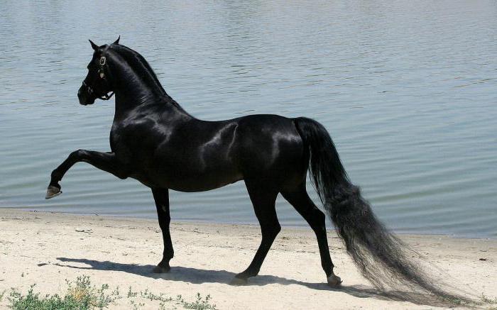 сонник черный конь к чему снится