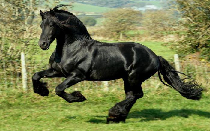 сонник черный конь ехать верхом