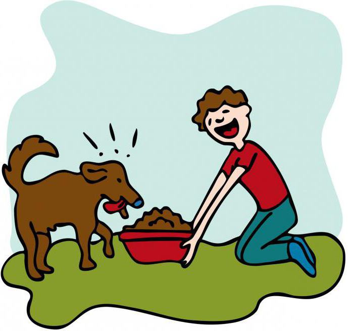 сонник кормить собаку