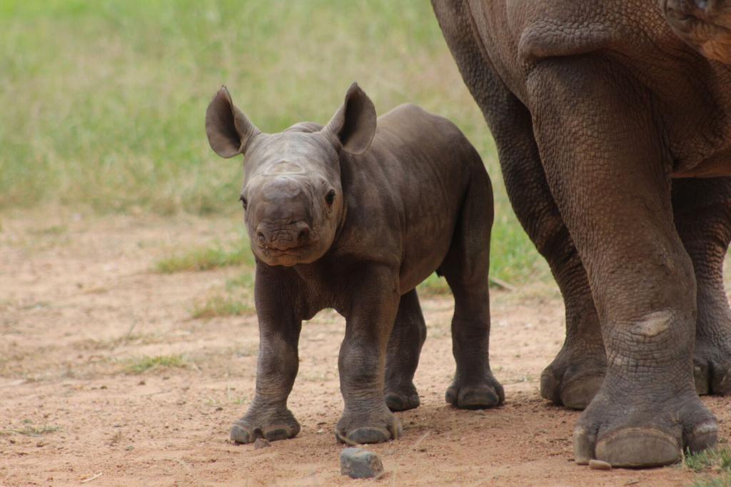 к чему снятся носороги