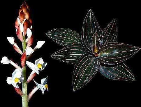 орхидея гемария 