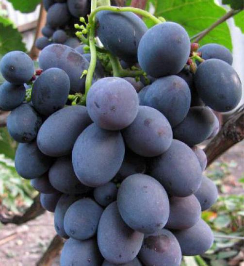 виноград гала описание
