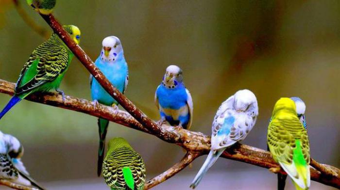 как определить вид попугая