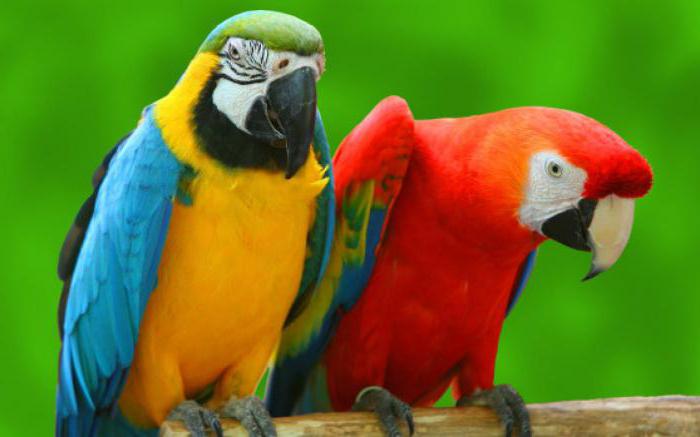 сколько видов попугаев