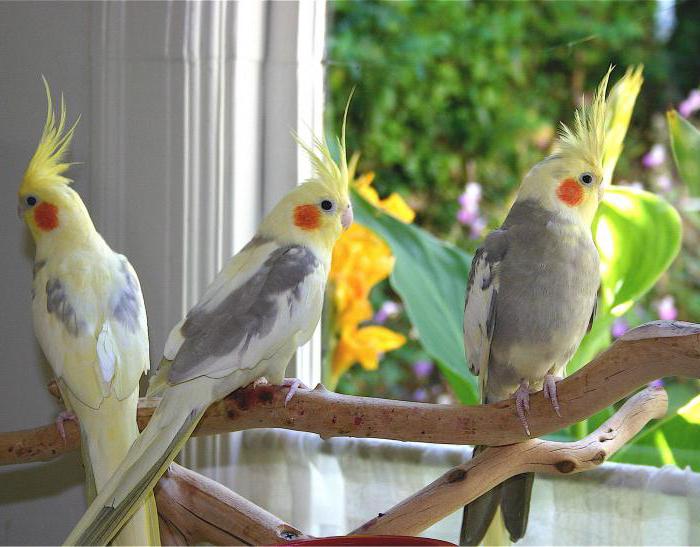 вид попугаев разговорчивых