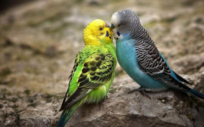 какой вид попугаев самый разговорчивый