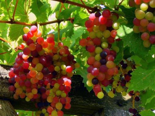 рост концентрат инструкция по применению для винограда