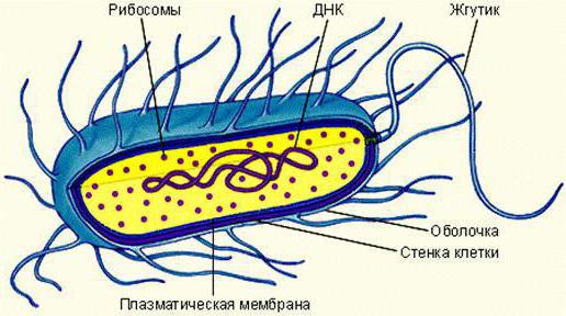 морфология микроорганизмов бактерии