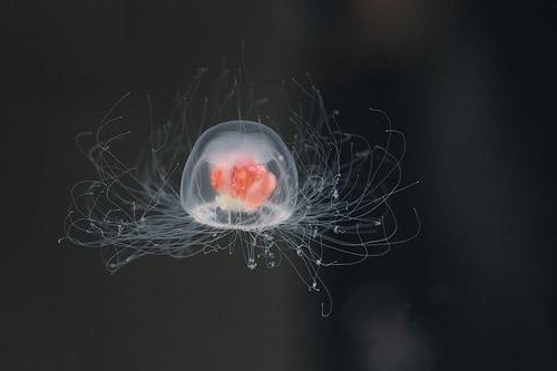 медуза которая живет вечно фото