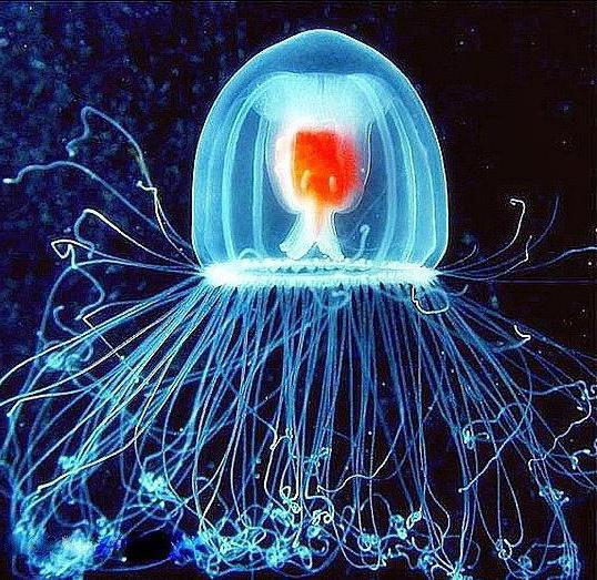 ученые нашли медузу которая живет вечно