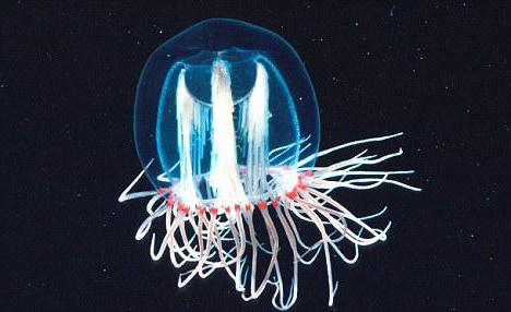 нашли медузу которая живет вечно