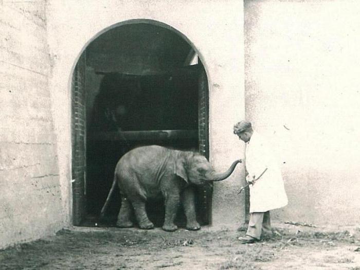 варшавский зоопарк во время войны