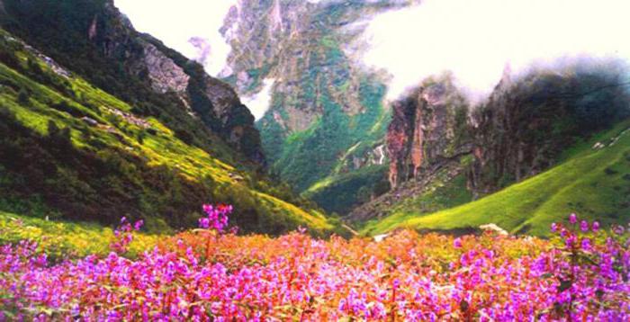 национальный парк долина цветов индия 