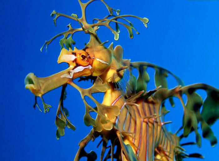 лиственный морской дракон фото