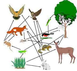 структура и свойства экосистемы