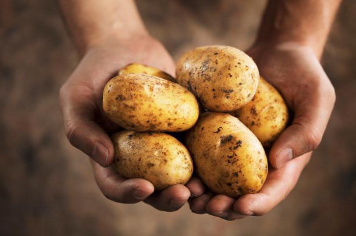 в какой стране впервые начали выращивать картофель