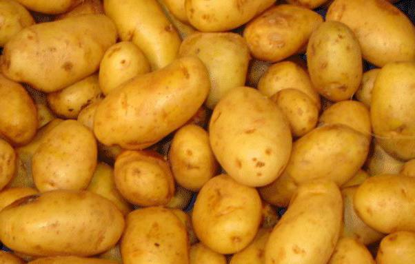 где впервые начали выращивать картофель