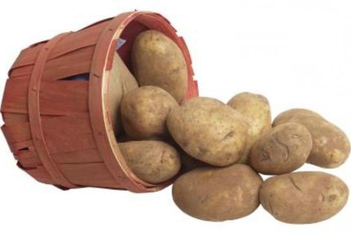 в какой стране начали выращивать картофель