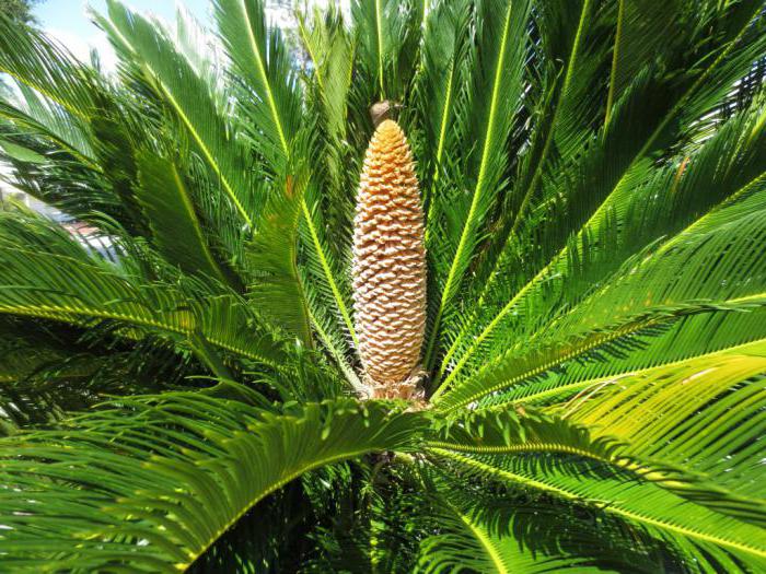 пальма растение