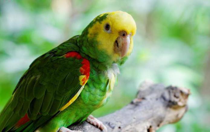 амазонские попугаи