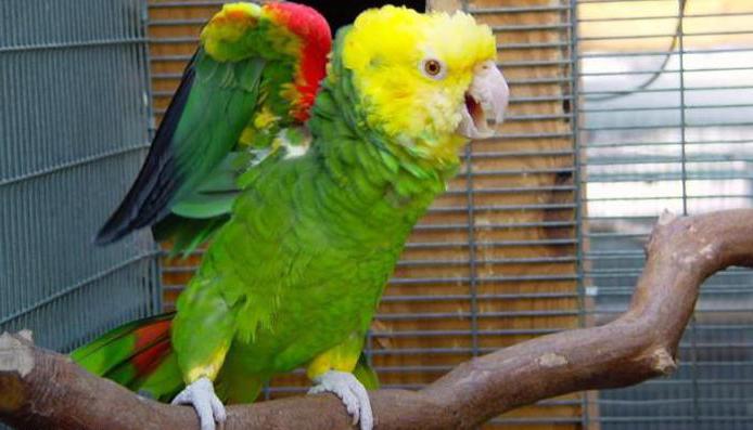 попугаи амазоны содержание