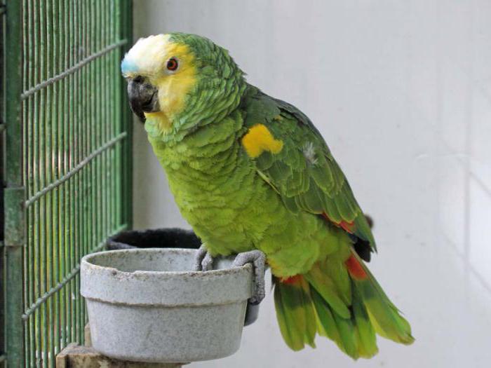 попугаи амазоны содержание уход кормление