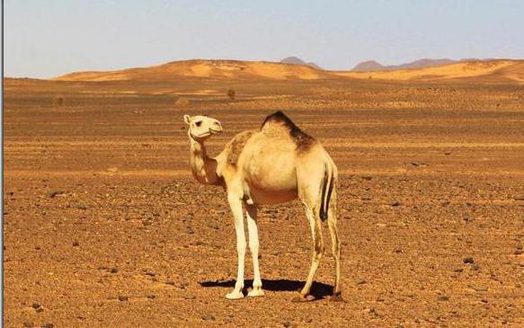 Нубийская пустыня климат