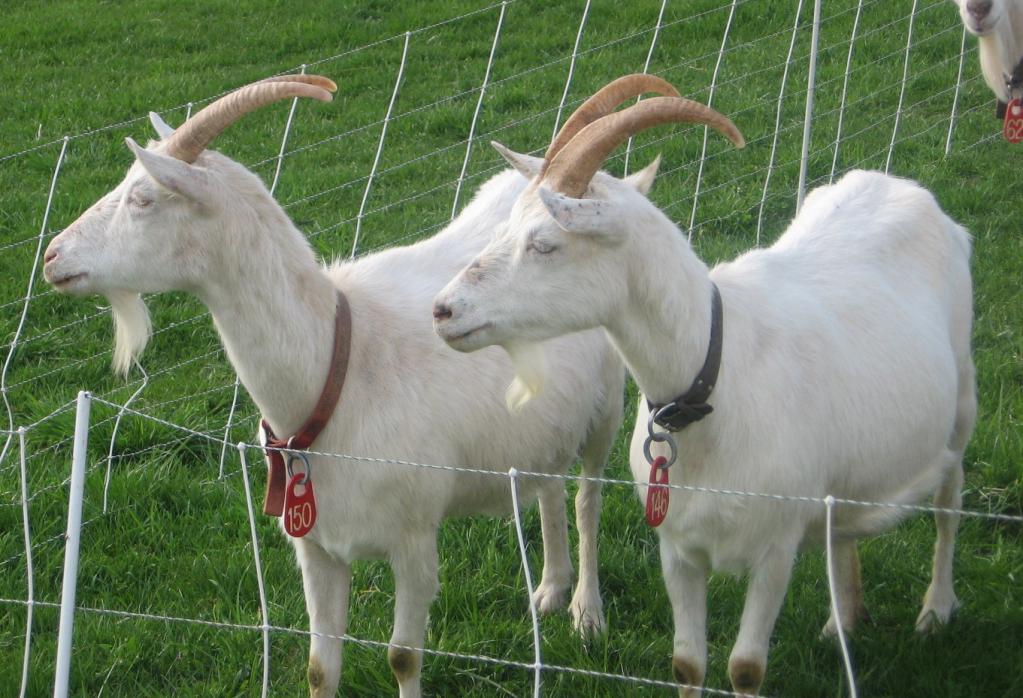 домашние козы на козьей ферме