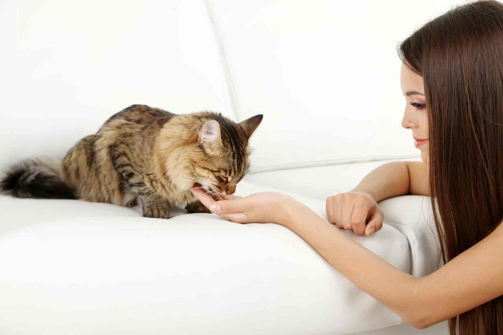 чистим зубы кошки с помощью корма