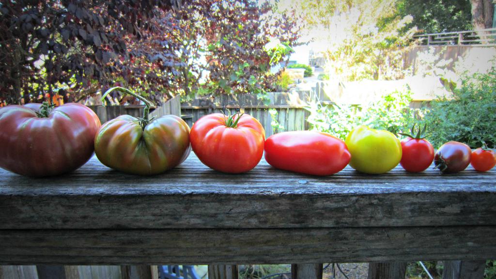 разные сорта и размеры томатов
