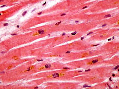клетки гладкой мышечной ткани