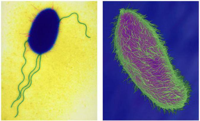 органоиды клетки немембранного строения