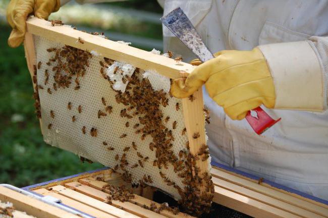 Пчеловодство изготовление ульев