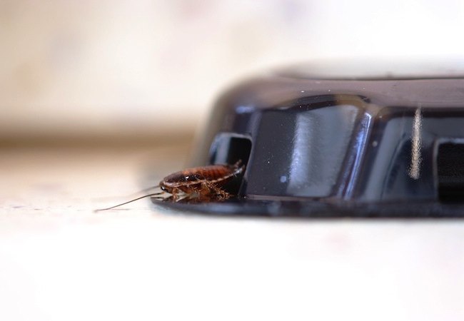  как быстро избавиться от тараканов