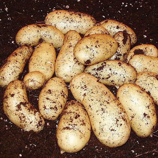 описание высокоурожайных сортов картофеля киви