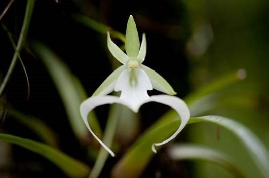 Орхидея призрак
