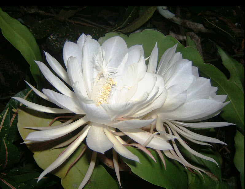 Цветок Кадупул