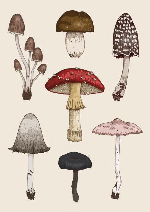 как выглядят съедобные грибы в лесу