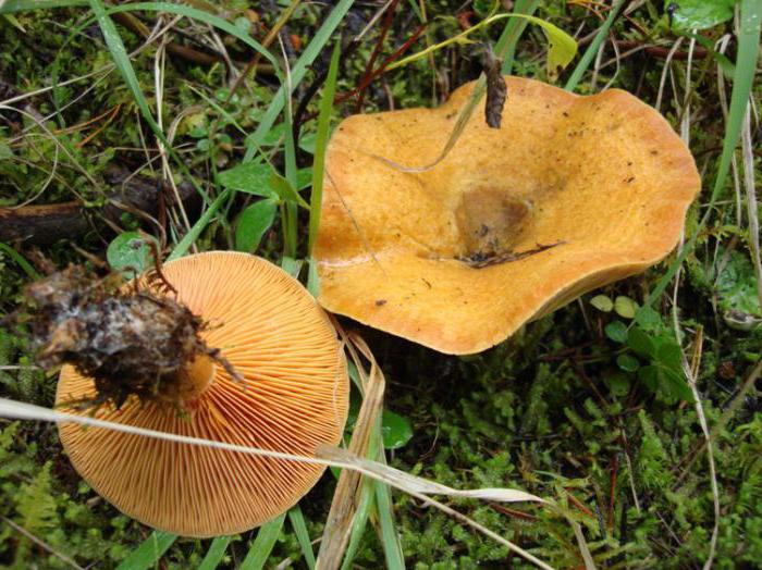как выглядят съедобные грибы рыжики