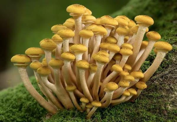 как выглядят грибы опята фото съедобные 