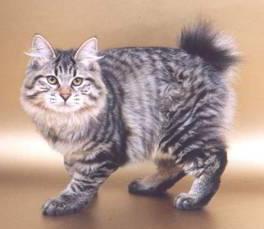 карельский бобтейл кошка