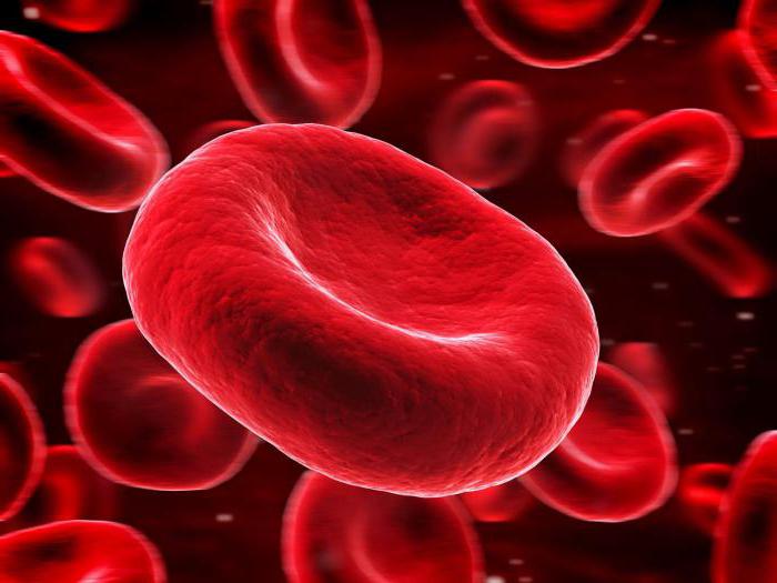 кровеносная система кровь строение 