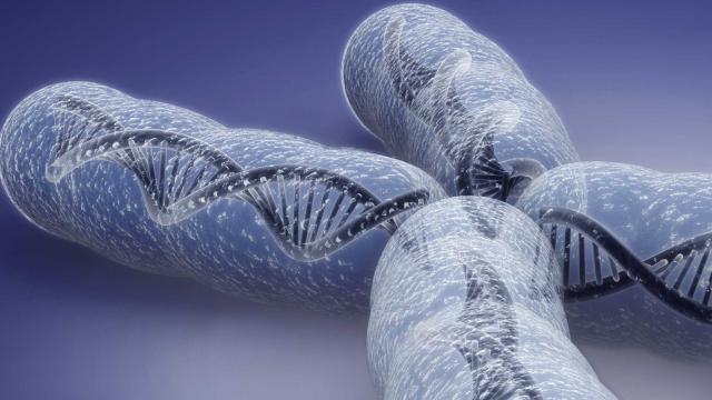 хромосомы строение и функции 